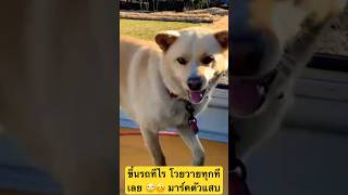 #สุนัขกวนๆ #สุนัขน่ารัก #สุนัขแสนรู้ #สี่ขาแสนรัก #doglover #doglife #nature #shorts