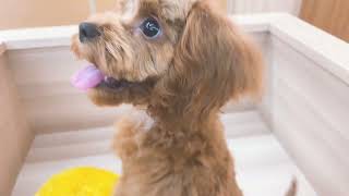 【No.149251 ハーフ犬(キャバプー) ♂】ペットショップ犬の家猫の里碧南店