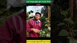 জবা ফুল || জবা গাছ || কাঁটাই ছাঁটাই || hibiscus plant || Hibiscus Cutting #agriculture #gardening