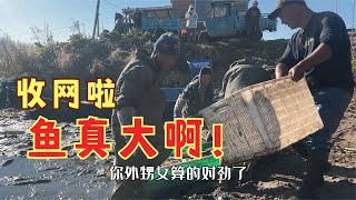 农民王小：收网卖鱼啦！屯邻各司其职来帮忙，鲢鱼鲤鱼草根收获多