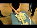 Anatomy of the neck for massage therapists