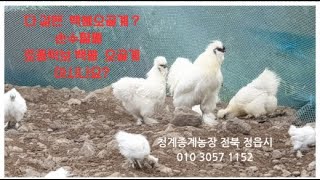 옛부터 약용으로 사용하는 토종 턱보백봉 오골계, 청계 종계농장, 2024,10,5,