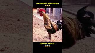 REKOR!!! Ayam berkokok terlama didunia 😱