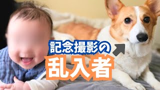 【生誕4ヶ月】赤ちゃんの記念撮影をしていたら乱入してきたコーギー犬【日常】