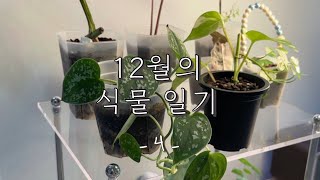 [식물vlog] -ˋˏ 연말식물결산 ˎˊ- 70여가지 우리집 식물 소개 수다 영상 4편💬 | 잎 하나 버릴 것 없다! 엉펑 2개 복사하기🖨️ • 잎 뒷면이 반짝이는 식물✨