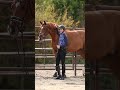 teaching the piaffe takes time equestrian horse horseriding