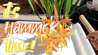 Simple Easy Procatavola Golden Peacock Repot | Root System Deep Clean 🙌🏼🤩 #ninjaorchids