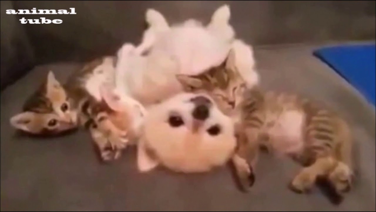 Cats Dogs Compilation1 ネコ イヌ Youtube