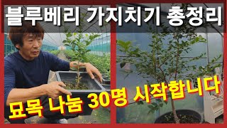 blueberry pruning cell pluripotent fertilizer