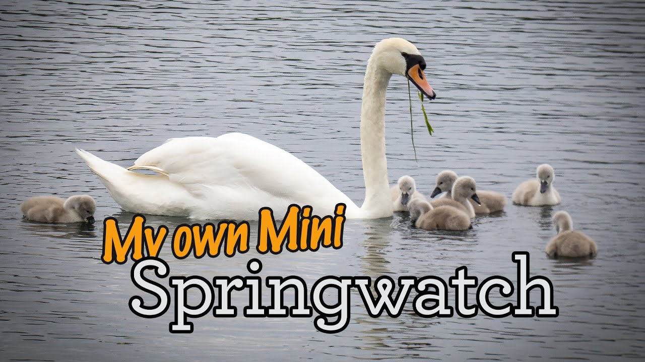 My Mini Springwatch Youtube