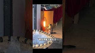 冬天怎么给猫取暖？电器推荐\u0026注意事项