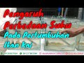 Wajib Tahu!! Pengaruh Perbedaan Suhu Pada Pertumbuhan Ikan Koi || Treatment di Ikan Koi