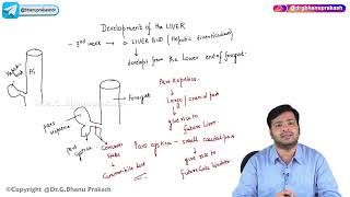 17. Development Of Liver : Embryology