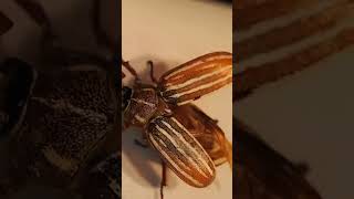 Multiuse wonders #insects #shortsvideo #shortvideo #sound