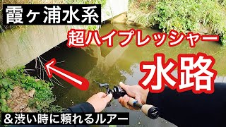 【霞ヶ浦 秋 バス釣り】超有名水路で釣る！