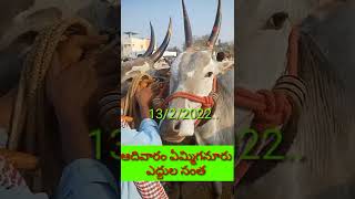 ఆదివారం ఏమ్మిగనూరు ఎద్దులు సంత 13/2/2022..