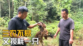 邻居投诉过来鸡害人，娄娄立马去把围栏加高，阿牛喂鸡带来坏消息【海派小娄娄】