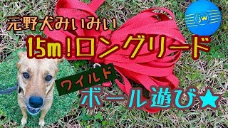 【15m犬用ロングリード】元野犬みいみいのワイルドなボール遊び