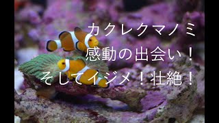 ショック！カクレクマノミのケンカ、いじめ No.003