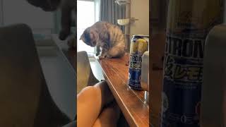 夜勤あけ酒を飲んでたら飼い猫に攻撃される　#shorts