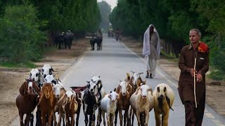 Village Life | Punjabi Culture | Village Lifestyle | Faizpur village | Punjab walay