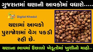 ગુજરાતમાં ચણાની નવી આવકોમાં વધારો થતા ચણાના ભાવમાં ઉછળો......