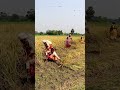 how paddy is harvested manually shorts