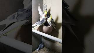 MASHALLAH ❤️ #birds #cockatiel with chicks❤️