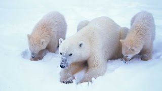 Grandes documentales - El mundo polar Grandes documentales - El mundo polar