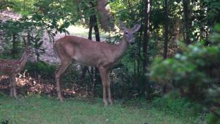 Angry Deer!  Stomping!