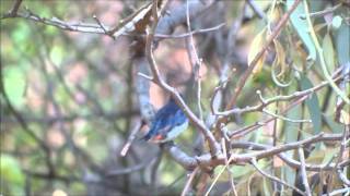 Mistletoebird by Don Redman