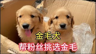 逛农村狗市，赶大集，帮粉丝挑选双血统金毛犬，看看有你喜欢的吗