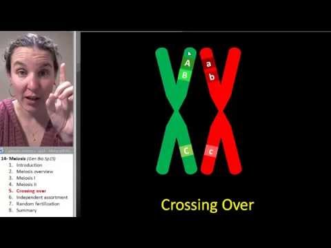 What is crossing over and what does it do for an organism?