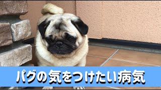 《56》 パグを飼う上で知っておきたい病気は？