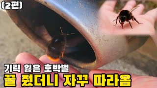 호박벌 꿀 줬더니 차까지 따라왔다고??(2편)