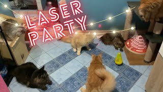 Kehebohan Kucing Besar Maine Coon Main Laser