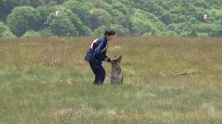 全日本嘱託警察犬競技会2016（トト追及本戦）