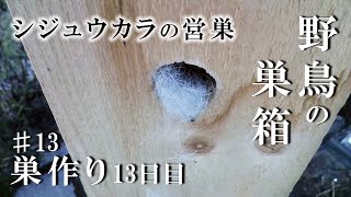 #13 シジュウカラの巣箱 巣作り13日目 巣穴を獣毛でふさいだ犯人は？ 2021/04/24