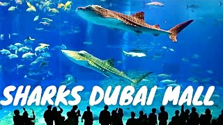 Sharks Dubai Aquarium Underwater Zoo | India Favourite Dubai Mall