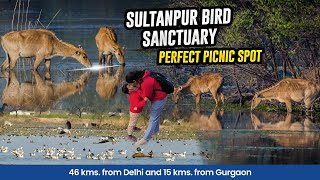 Sultanpur National Park: A Perfect Picnic Spot Near Gurgaon \u0026 Delhi | Bird Sanctuary Adventure 2025