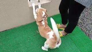 突然の訪問者と遊びたかったビーグル犬のうぃるさん