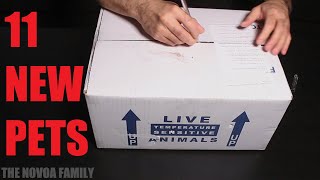 11 NEW PETS!!! Dad's Birthday Unboxing - Underground Reptiles