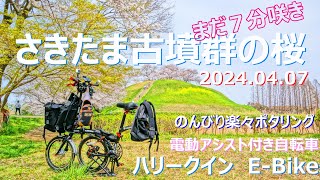 電動アシスト付き自転車ハリークインで緑のヘルシーロードでさきたま古墳群の桜を見にのんびりポタリング開花状況2024