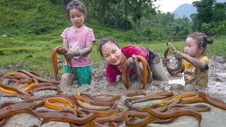 Catch eel in deep mud, How to find eels underground - Cook with kids | Hoang Huong