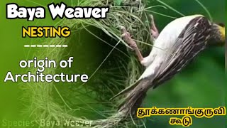 Baya Weaver Nesting its Nest | தூக்கணாங்குருவி கூடு கட்டும் போது