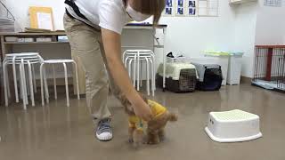 ミラーくんのトレーニング　犬の幼稚園　FREEWAN　19/9/21