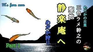 【 めだかの古里「静楽庵」へ】三色ラメ幹之を求めて「めだか狩り」へ。Part1