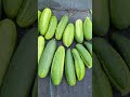 Cucumbers :20 harvest today 🙏💚 #greentgarden