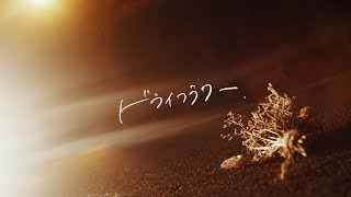 「ドライフラワー」/須澤紀信（MUSIC VIDEO）【公式】