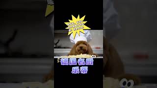 快看！好精彩的萌宠大厨美食大比拼！👏👏🤣🤣  #搞笑视频  #搞笑短片  #funny